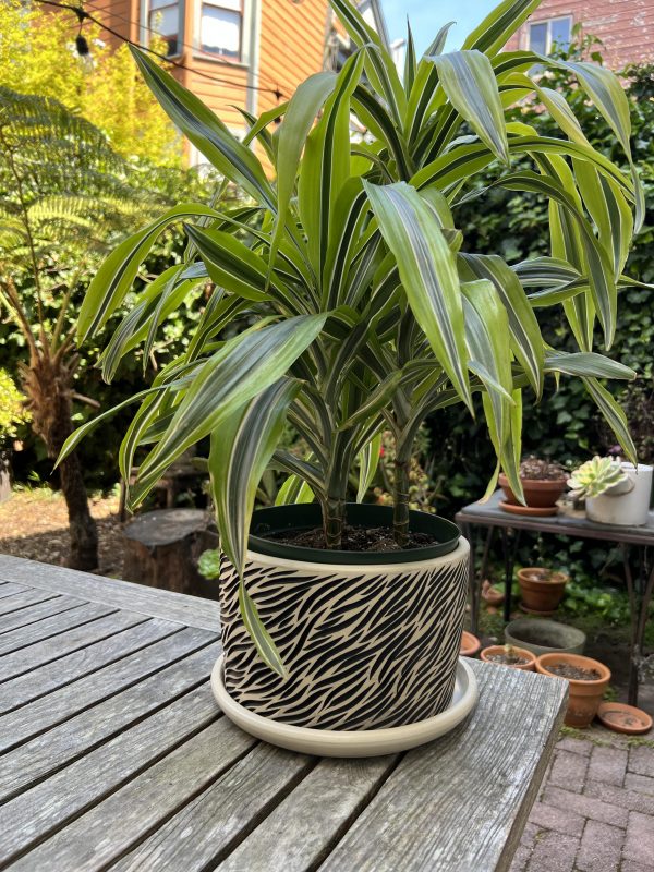 zebra planter