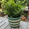 green stripe planter