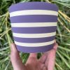purple stripe planter
