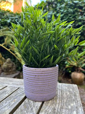 purple stripe planter