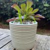celadon stripe planter