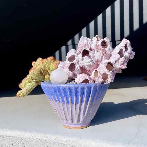 purple plant bowl