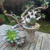 zebra plant bowl