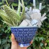 blue plant bowl