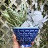 blue plant bowl