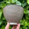 shino side bowl