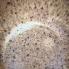 yellow speckle blate