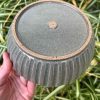 celadon blate