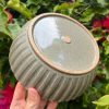 celadon blate