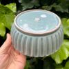 blue celadon blate