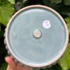 blue celadon blate