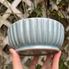 blue celadon blate