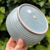 blue celadon blate