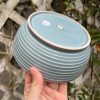 blue celadon blate